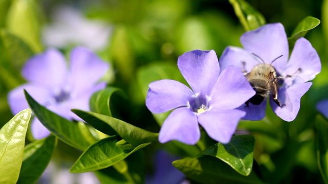 小长春花和蜜蜂花视频素材