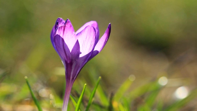春天紫番红花视频素材