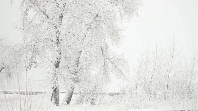 树和降雪视频素材