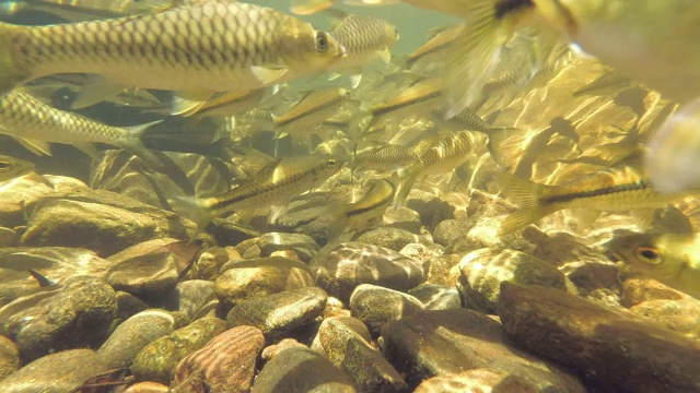 两种鱼类的鱼群在类似的地方游泳-细长的带刺鱼(rasbora daniconius)和侧条纹的带刺鱼(Systomus pleurotaenia)斯里兰卡特有，辛哈拉加森林保护区视频素材