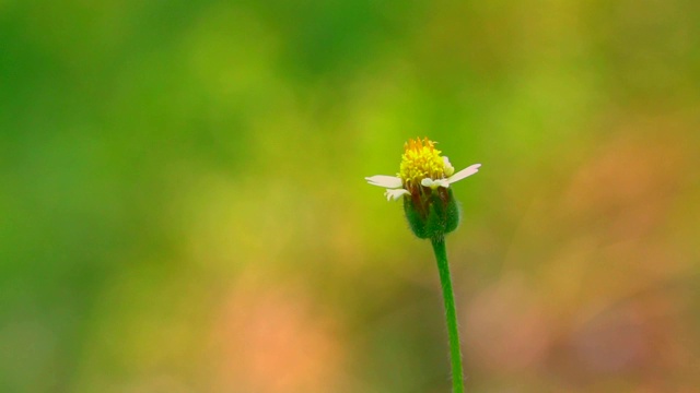 慢镜头:花束沿着人行道，黄灿灿的，等待着收到昆虫的混合视频素材