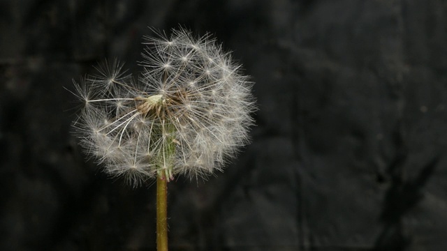 蒲公英种子头从花中飞来的慢镜头视频素材