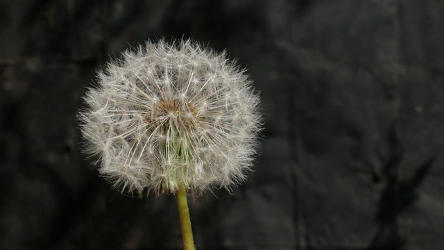 蒲公英种子从花中飞来的慢镜头视频素材