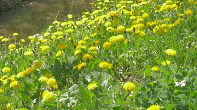 蒲公英植物附近的河流流4K视频素材