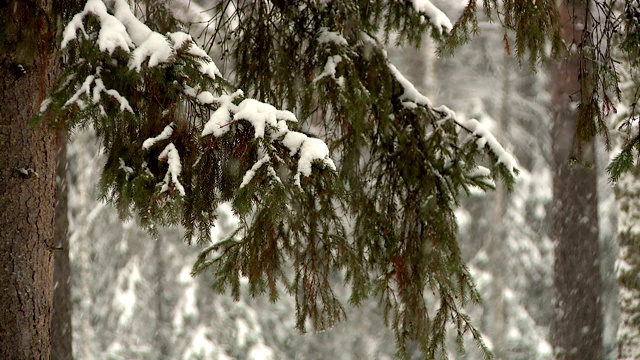 森林公园里下大雪视频素材