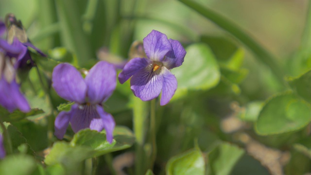 欧洲常见的紫罗兰花蕾花园也称4K Odorata堇菜视频素材