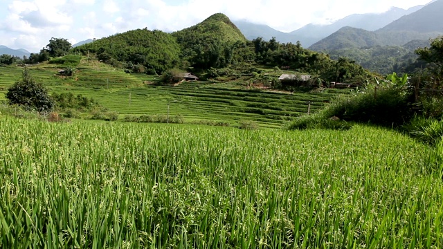 越南萨帕的rice字段景观视频素材