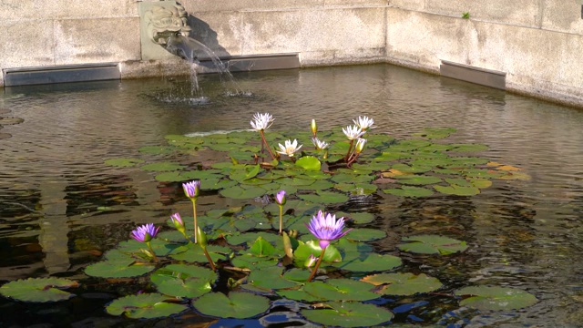 龙首喷泉和莲花盛开的中国寺庙视频素材