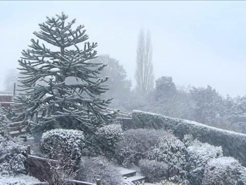 下雪的花园视频素材