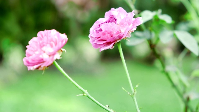 夏花近了。视频素材