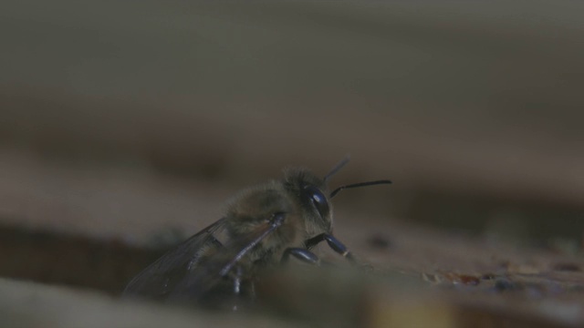 蜜蜂靠近视频下载