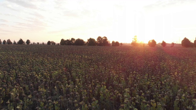 在夕阳下飞过一片干向日葵田视频素材