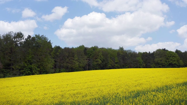 飞越油菜籽田视频素材