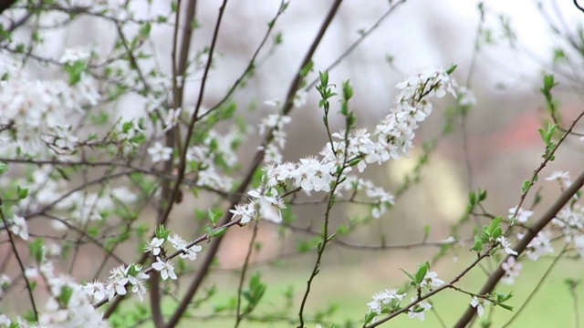 树开花视频素材