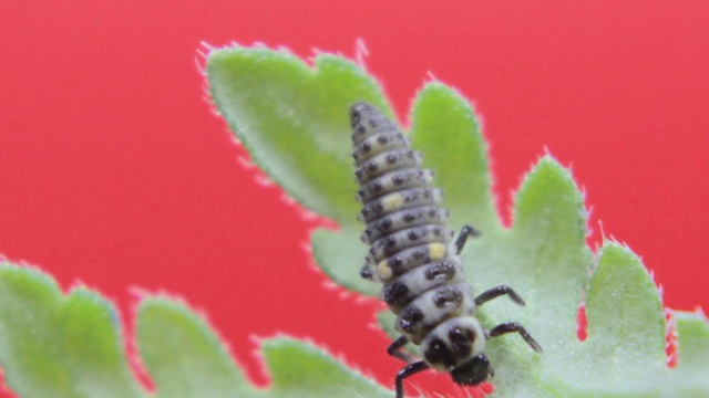 双斑瓢虫幼虫特写07视频素材