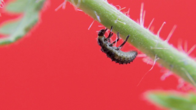 双斑瓢虫幼虫特写04视频素材