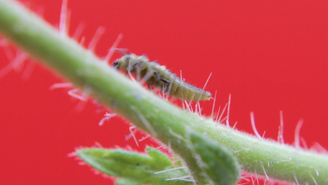 双斑瓢虫幼虫特写03视频素材