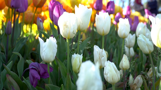 郁金香花视频素材