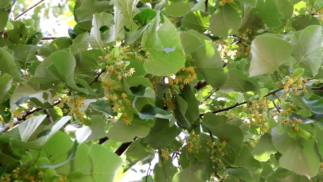 林登树开花视频素材