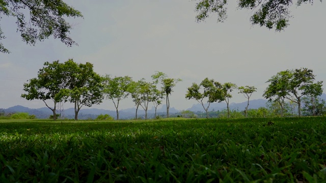 瓦片相机以青草为天空和树叶为背景视频下载