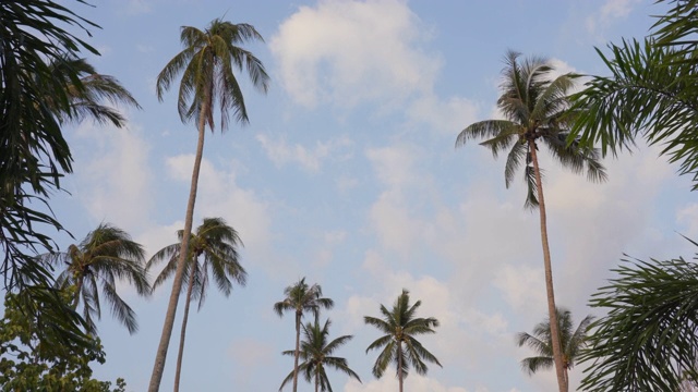 棕榈树和天空的夏季假期背景视频素材