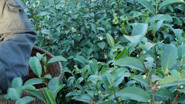 在泰国清迈当地的茶园，人们在劳作或收割绿茶视频素材