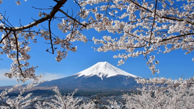 富士山和樱花:从荒山森根公园，富士吉田视频素材