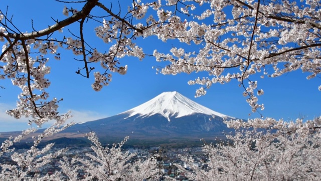 富士山和樱花:从荒山森根公园，富士吉田视频素材