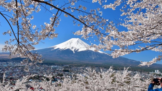 富士山和樱花:从荒山森根公园，富士吉田视频素材