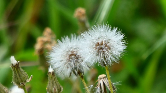 蒲公英花的特写视频素材