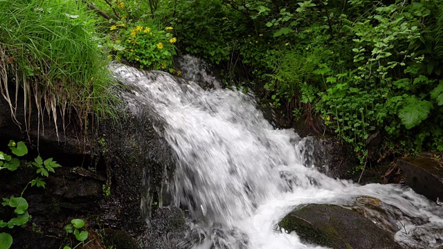 蕨类和山溪视频素材