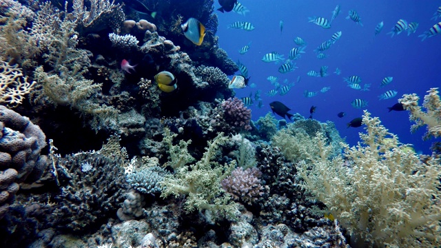 五颜六色的珊瑚和鱼。热带鱼。海洋中的水下生物。视频素材