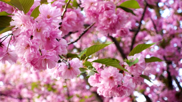 樱花樱花在夕阳中绽放视频素材