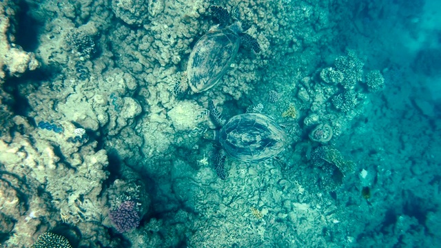 海龟。海龟在红海里游泳视频素材