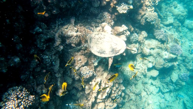 海龟。海龟在红海里游泳视频素材