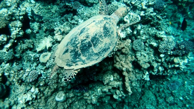 海龟。海龟在红海里游泳视频素材