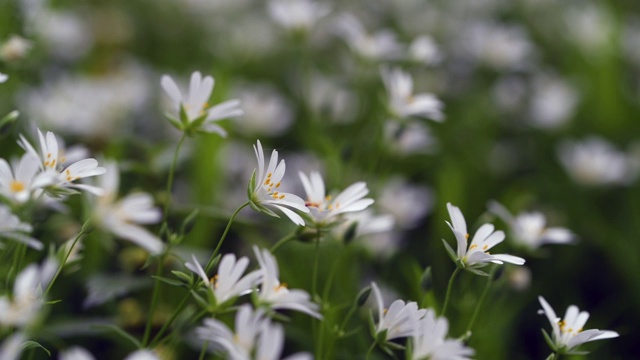 细节的小白花。视频素材