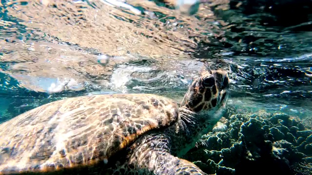 海龟。海龟在红海里游泳视频素材