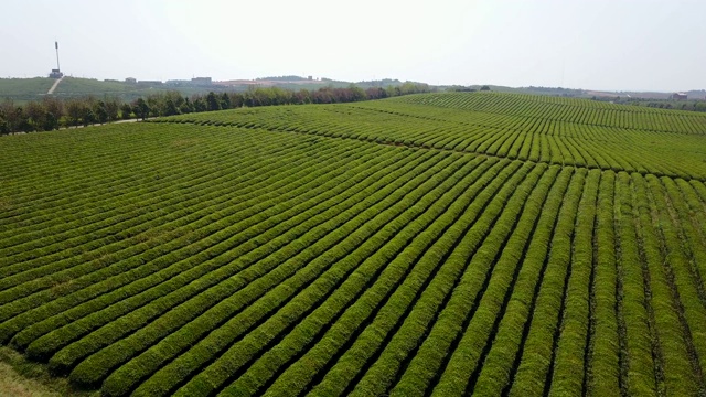 福建茶园航拍视频素材