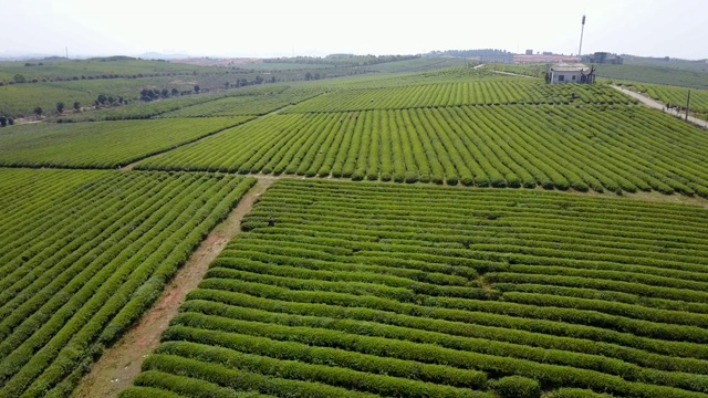 福建茶园航拍视频素材