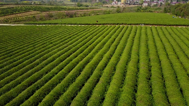 福建茶园航拍视频素材