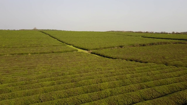 福建茶园航拍视频素材