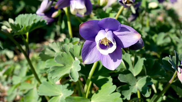 水仙花，紫色耧斗菜花视频素材