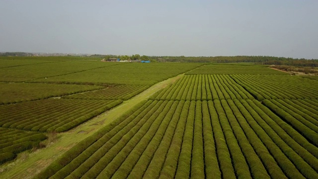 福建茶园航拍视频素材