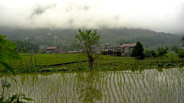 中国农民稻田云朵的时间流逝。视频素材