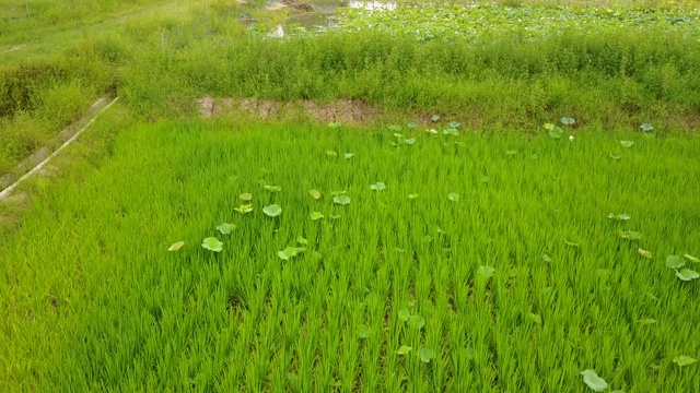 中国农业的场景视频素材