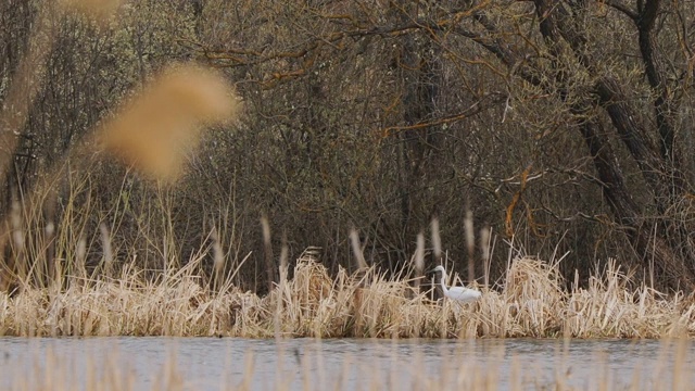 白俄罗斯的动物群。大白鹭或Ardea Alba，也被称为普通的白鹭，大白鹭，或大白鹭或大白鹭行走在河边池塘湖在春天的季节视频素材