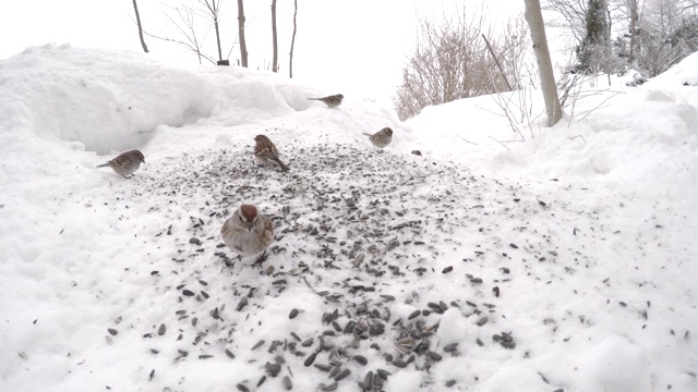 许多雀科鸟在冬天吃雪中的种子。视频素材