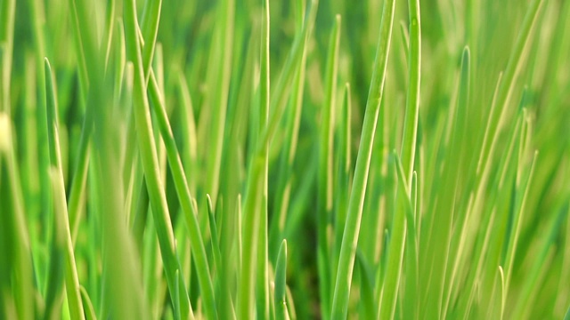 大葱种植的农业背景视频素材