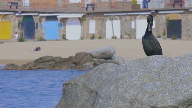 在科斯塔布拉瓦西班牙小镇前的岩石上，一只年轻的鸬鹚。Calella de Palafrugell。视频素材